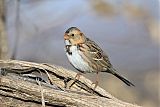 Harris's Sparrowborder=